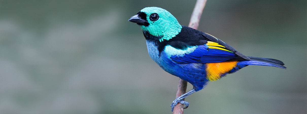 Seven-colored Tanagers are protected within Brazil's Serra do Urubu Private Natural Heritage Reserve. Photo by Ciro Albano