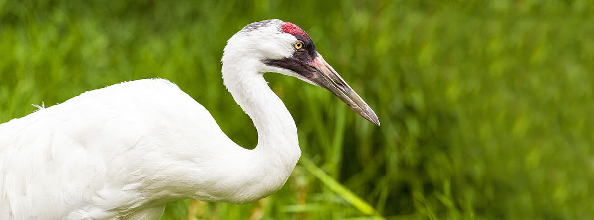 Whooping Crane. Photo by GTS Productions/Shutterstock