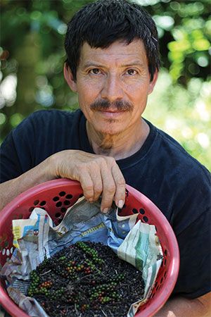 Don Francisco Lopez, a Guatemalan landowner experimenting with a more bird-friendly approach to farming (black pepper, in this case) with the help of ABC and local partners. Photo by Michael J. Parr