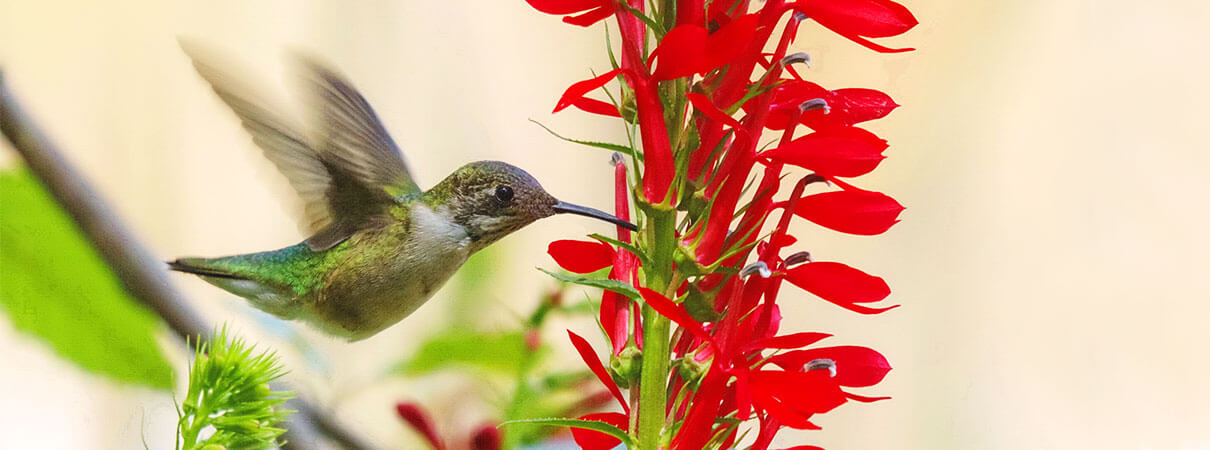 Ruby-throated Hummingbird. Photo by David Byron Keener/Shutterstock