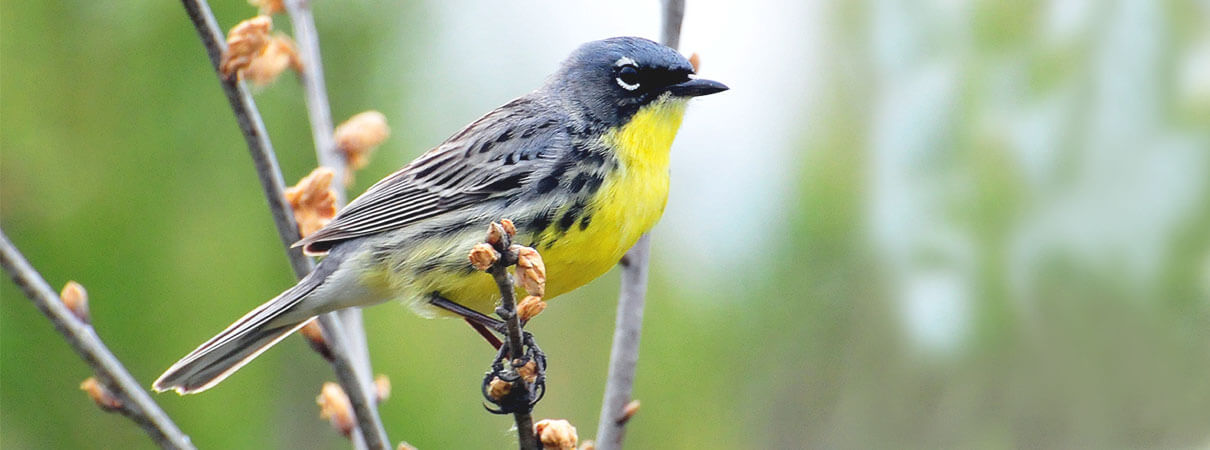 Kirtland's Warbler recovery will continue into the future. Photo by USFWS