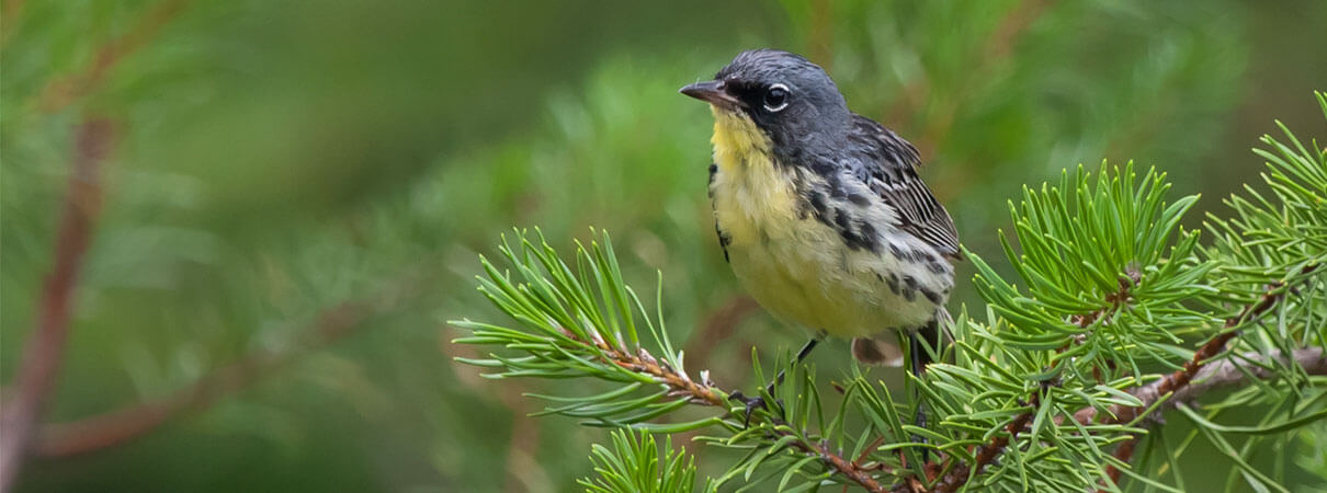 Kirtland's Warbler recovery is a long-term effort. Photo by Frode Jacobsen