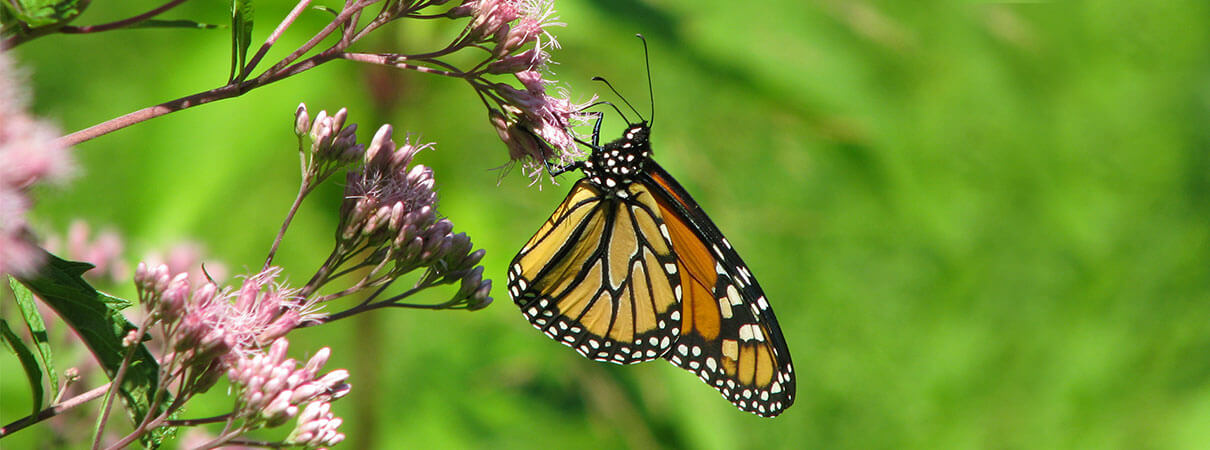 Monarch Butterfly. Photo by Aaron Maenpaa/Flickr