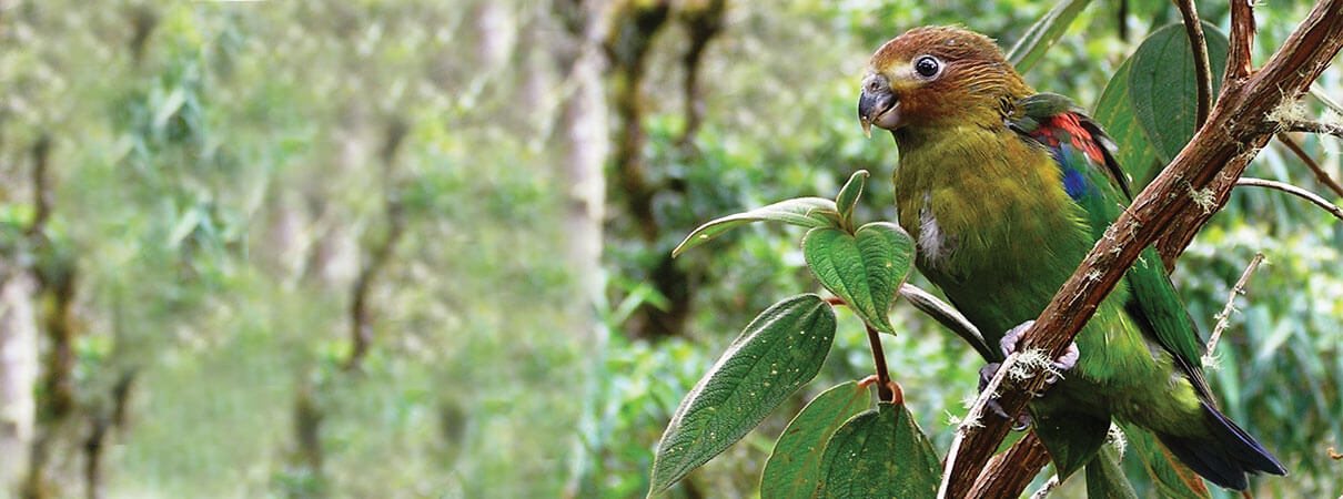 Conservationists protecting overlooked bird species consider ways to help the Rusty-faced Parrot. Photo by Fundación ProAves