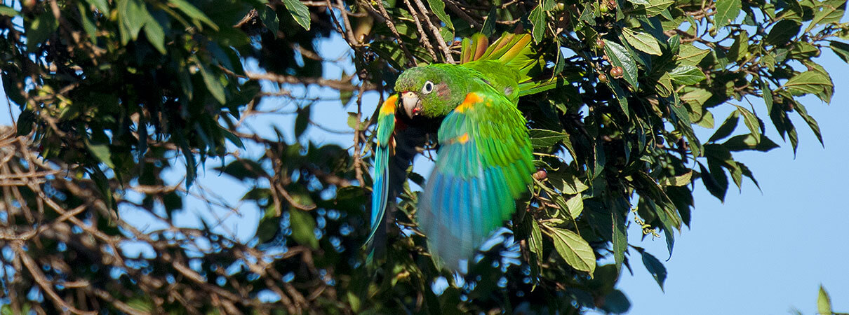 The El Dorado Reserve is one of our top birding destinations. Photo by Murray Cooper