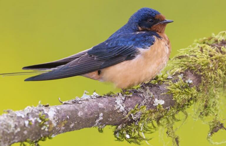 Barn Swallow by Tim Zurowski, Shutterstock