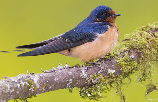Barn Swallow, Tim Zurowski, Shutterstock