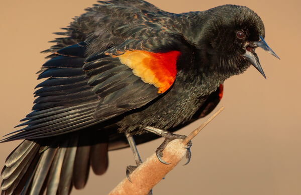 Red-winged Blackbird, Matt Filosa, Shutterstock