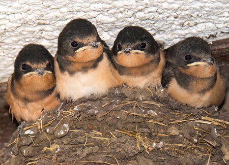 Barn Swallow chicks in nest, John L. Absher, Shutterstock