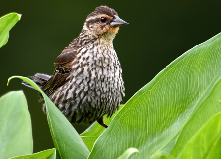 Red-winged Blackbird, Josh Bukoski, Shutterstock