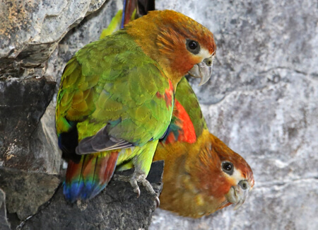 Rusty-faced Parrots, Tom Friedel