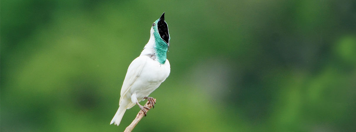 Bare-throated Bellbird. Photo by Rudimar Narciso Cipriani