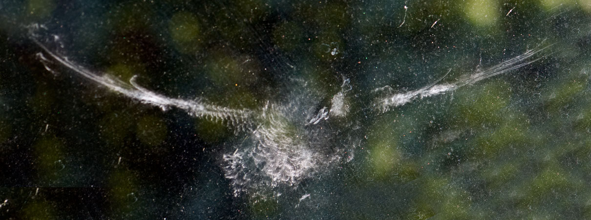 Window imprint from bird collision. Photos by David Fancher