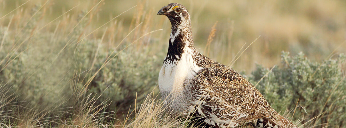 Greater Sage-Grouse. Photo by Pat Gaines/Flickr