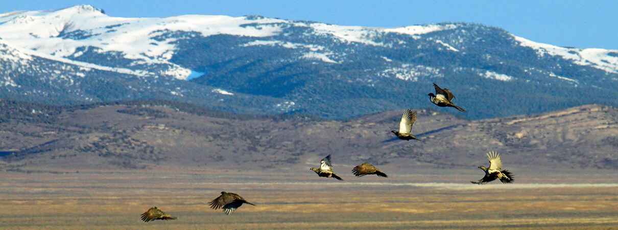 Greater Sage-Grouse in flight. Photo by Tatiana Gettelman/USGS