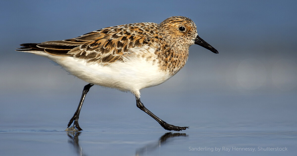 Sanderling - American Bird Conservancy