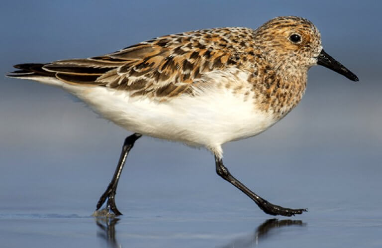 Sanderling, Ray Hennessy, Shutterstock