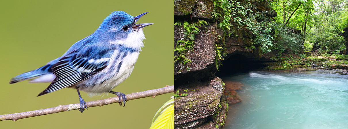 Cerulean Warbler and Greer Springs. Photos (left and right) by Jacob Spendelow and Eifel Kreutz/Shutterstock.