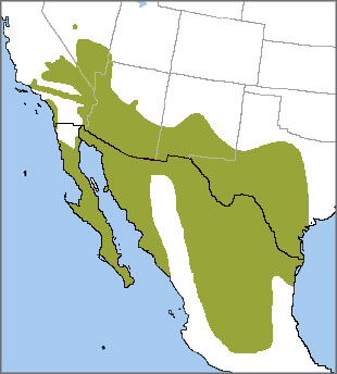 Cactus Wren range map, NatureServe