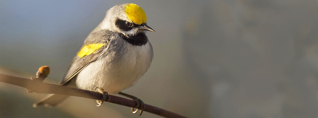 Golden-winged Warbler. Photo by Ray Henessy/Shutterstock.