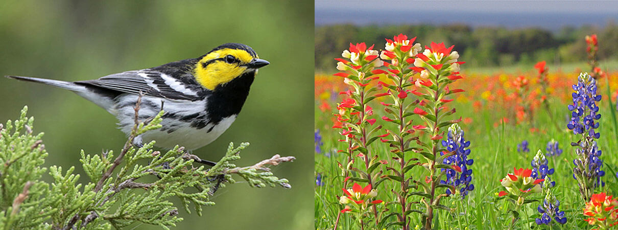 olden-cheeked Warbler and Texas wildflowers. Photos (left and right) by Greg Lavaty and John Starnes/Creative Commons.