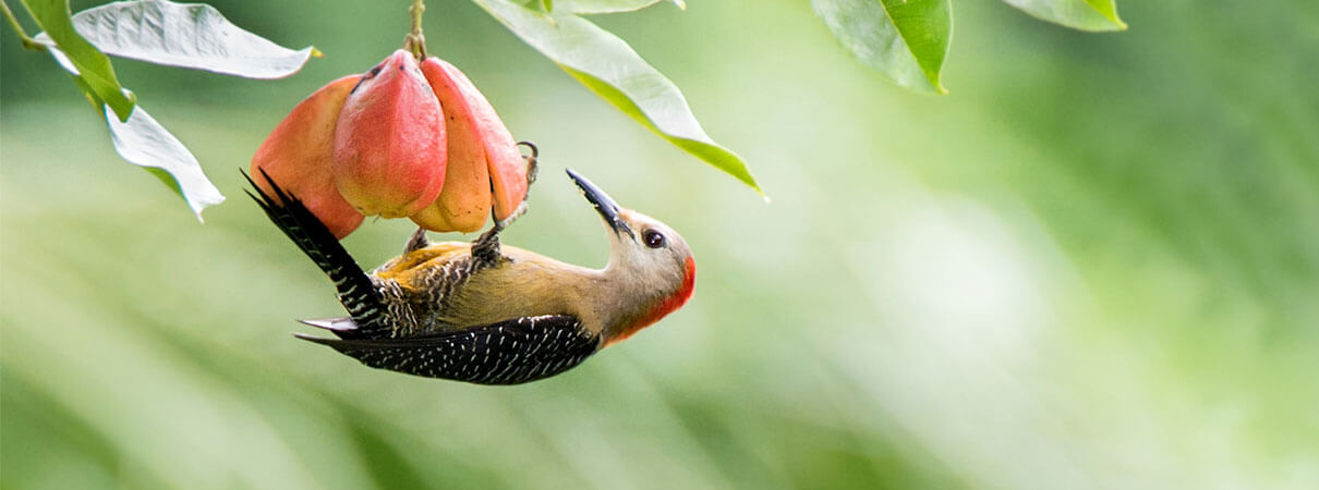Jamaican Woodpecker. Photo by Owen Deutsch