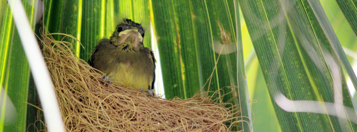 Bahama Oriole, young bird in nest, DCStonko