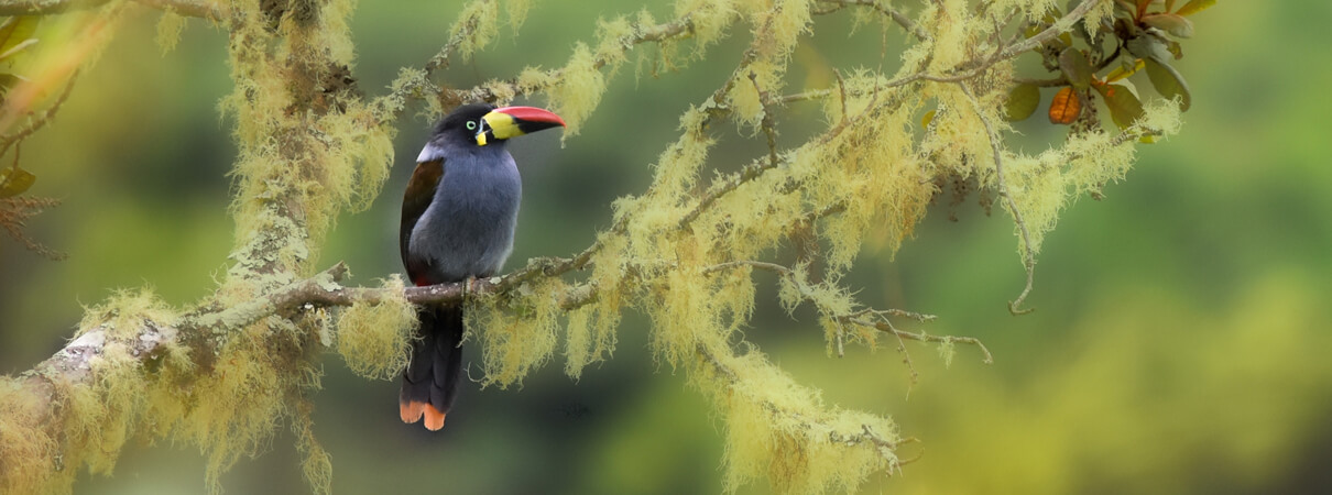 Grey-breasted Mountain-Toucan, Piyapong Chotipuntu, Shutterstock