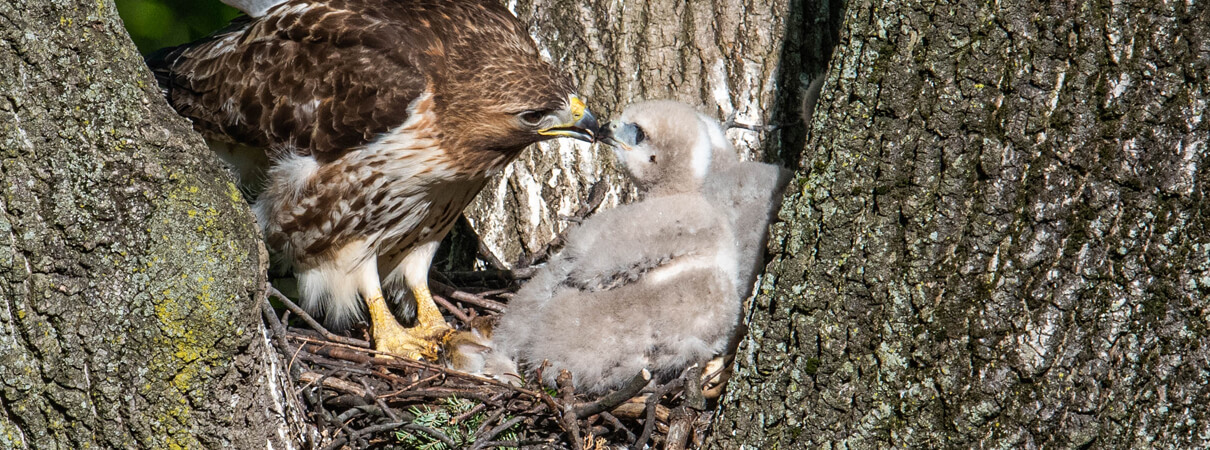 Red-tailed Hawk feeding chick, Collins92, Shutterstock