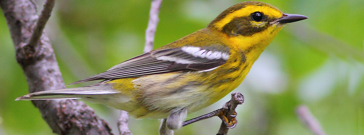 Female Townsend's Warbler by Greg Homel, Natural Elements Productions