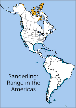 Sanderling map, NatureServe