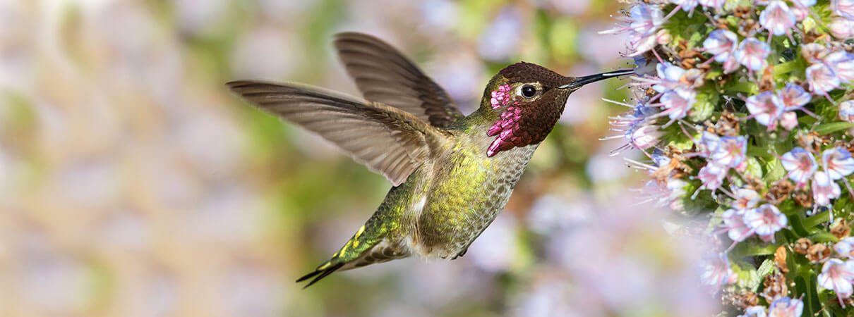 Anna's Hummingbird. Photo by Keneva Photography/Shutterstock.