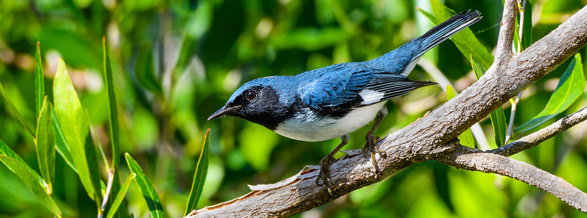 Black-throated Blue Warbler. Photo by FotoRequest/Shutterstock.