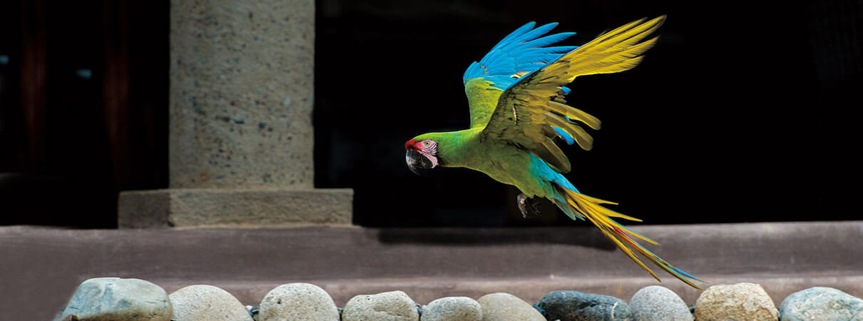 Military Macaw. Photo by Owen Deutsch