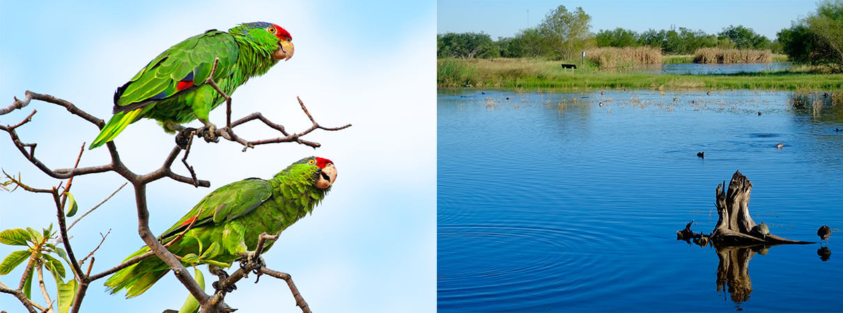 Red-crowned Parrots and Estero Llano Grande State Park. Photos (left and right) by Bowles Erickson/amazonia.us and RW Sinclar/Creative Commons.