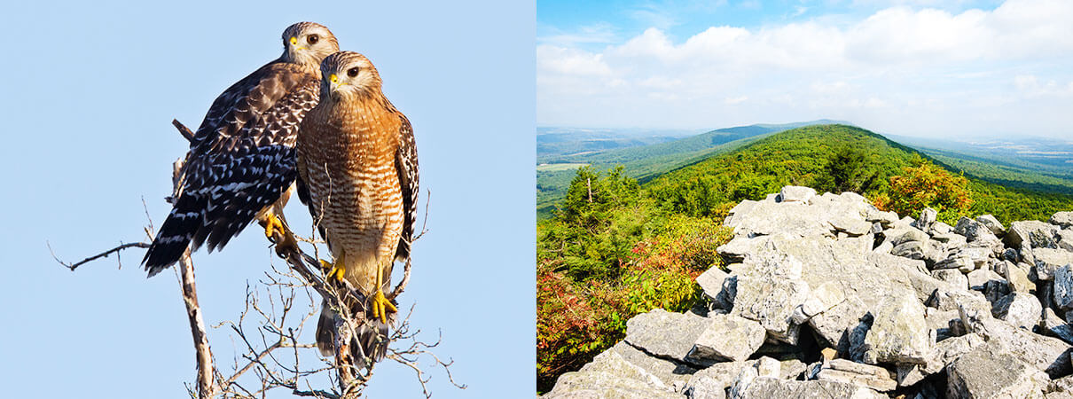 Red-shouldered Hawks and Hawk Mountain vista. Photos (left and right) by Peter Schwarz/Shutterstock and Zack Frank/Shutterstock.