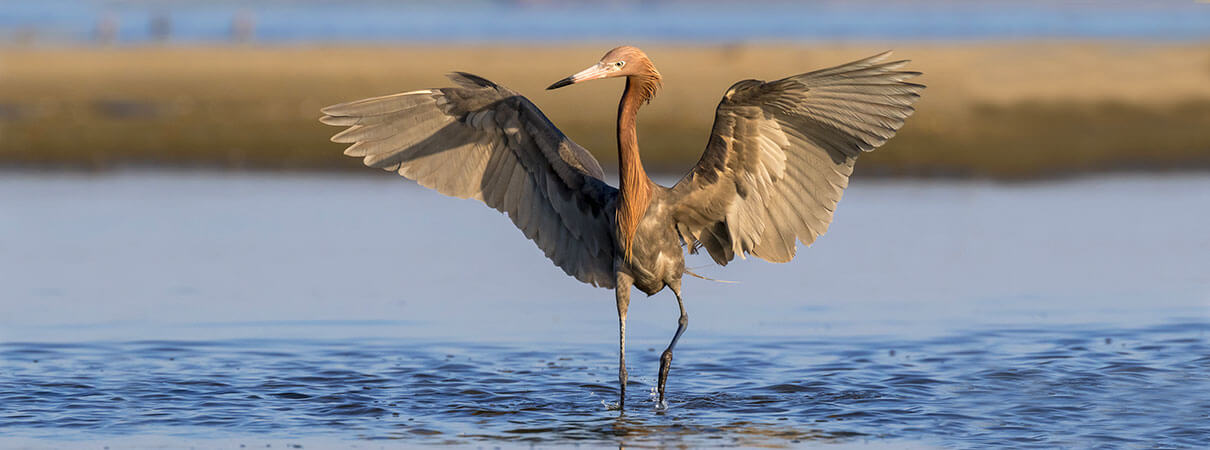 Reddish Egret. Photo by Ivan Kuzmin/Shutterstock.