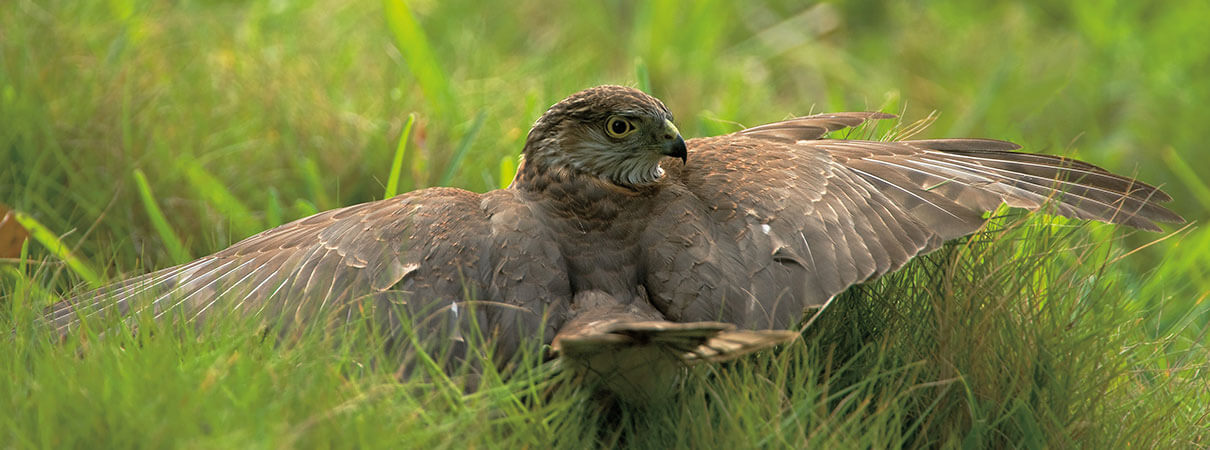 Sharp-shinned Hawk. Photo by Owen Deutsch