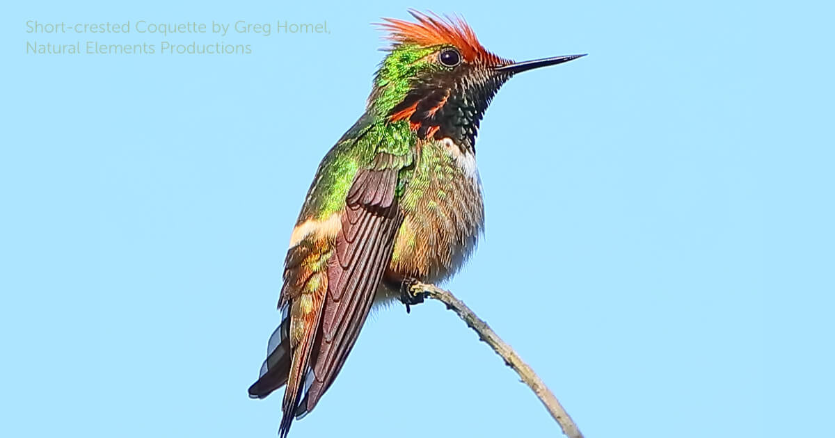 Short-crested Coquette - American Bird Conservancy