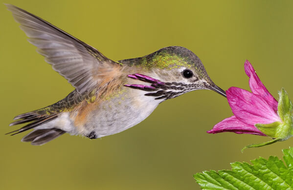 Calliope Hummingbird, Tim Zurowski, Shutterstock