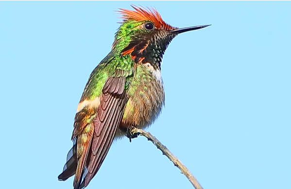 Short-crested Coquette, Greg Homel, Natural Elements Productions
