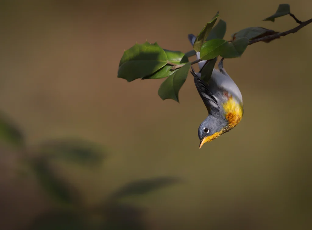 Northern Parula. Photo by Joshua Galicki.