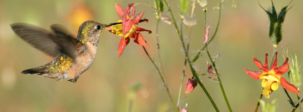 Female Calliope Hummingbird feeding on colombine_Robert Mutch, Shutterstock