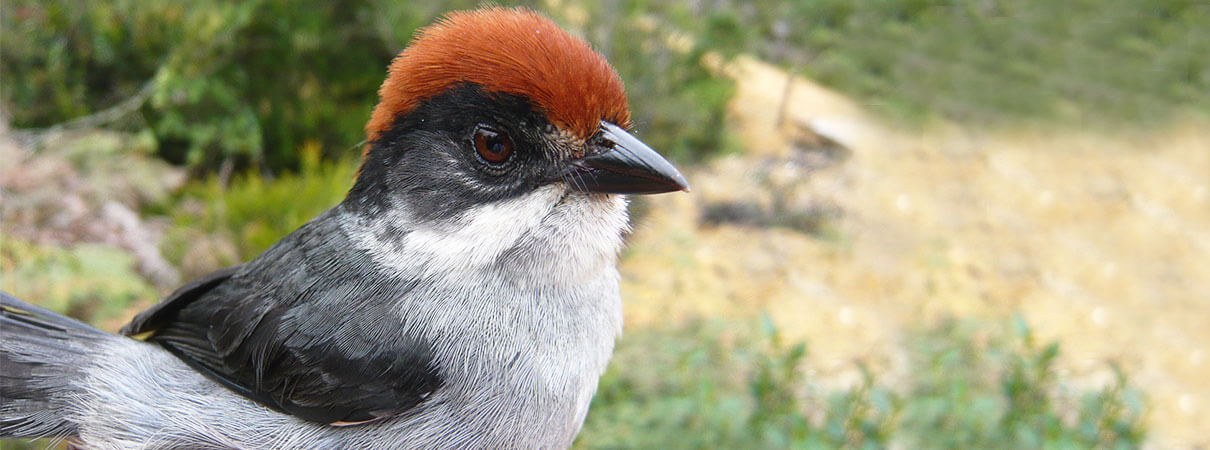 Antioquia Brushfinch. Photo by Sergio Chaparro