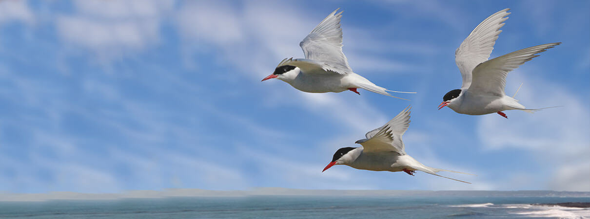 Arctic Terns over the Arctic Ocean. Photo by Tony Brindley/Shutterstock.