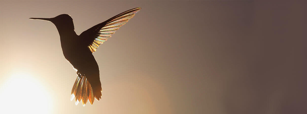 Hummingbird in morning sun. Photo by Ramona Edwards/Shutterstock.