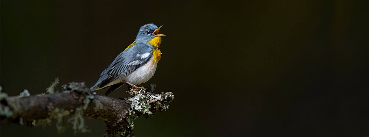 Northern Parula resting during migration. Photo by Ray Hennessy/Shutterstock.
