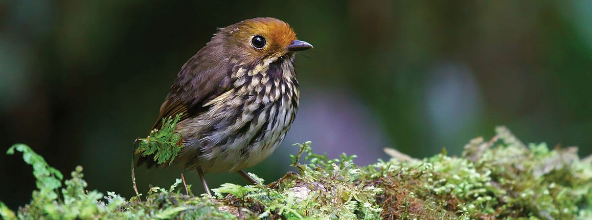 New to science in 1976, the Ochre-fronted Antpitta now thrills birders at Abra Patricia. Photo by Carlos Calle Quispe