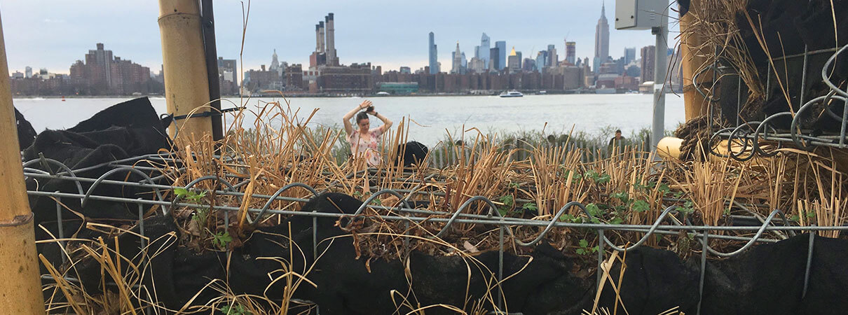 Spring grasses begin to awaken earlier this year at the BIRDLINK East River State Park installation. Photo courtesy of Anina Gerchick