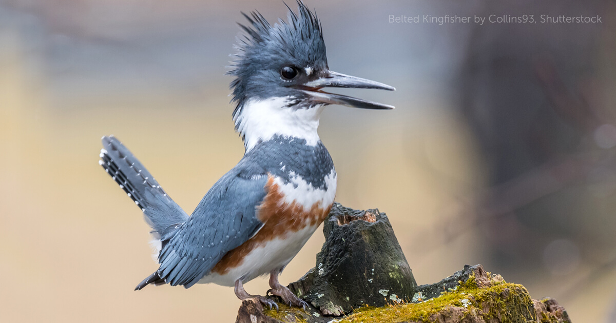 Belted Kingfisher Look-out Perch